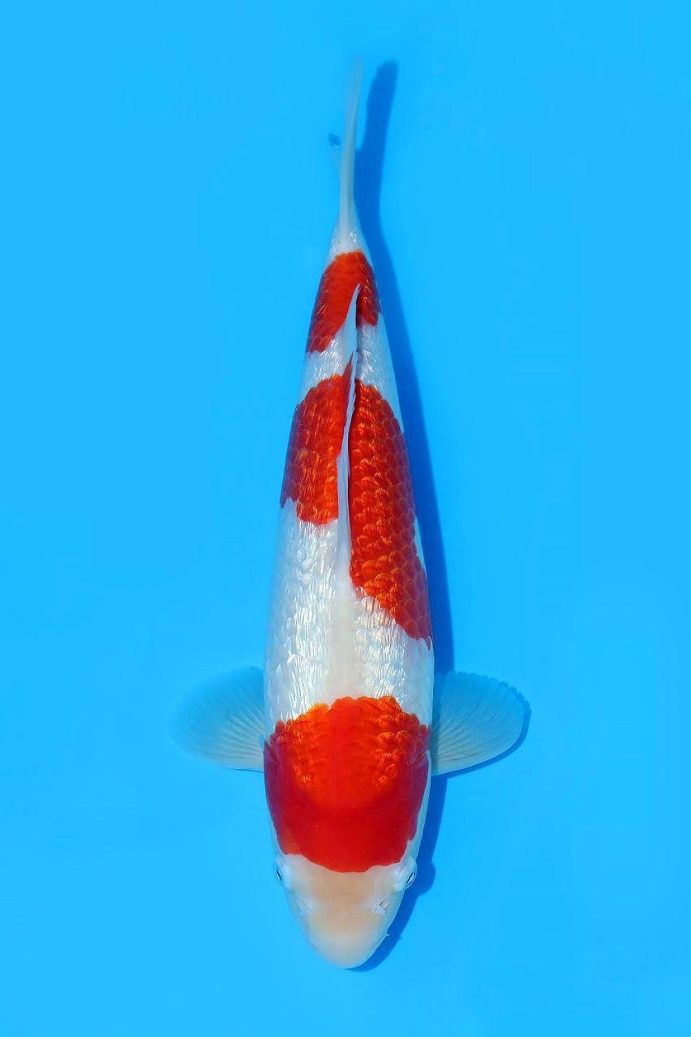 Juara 2