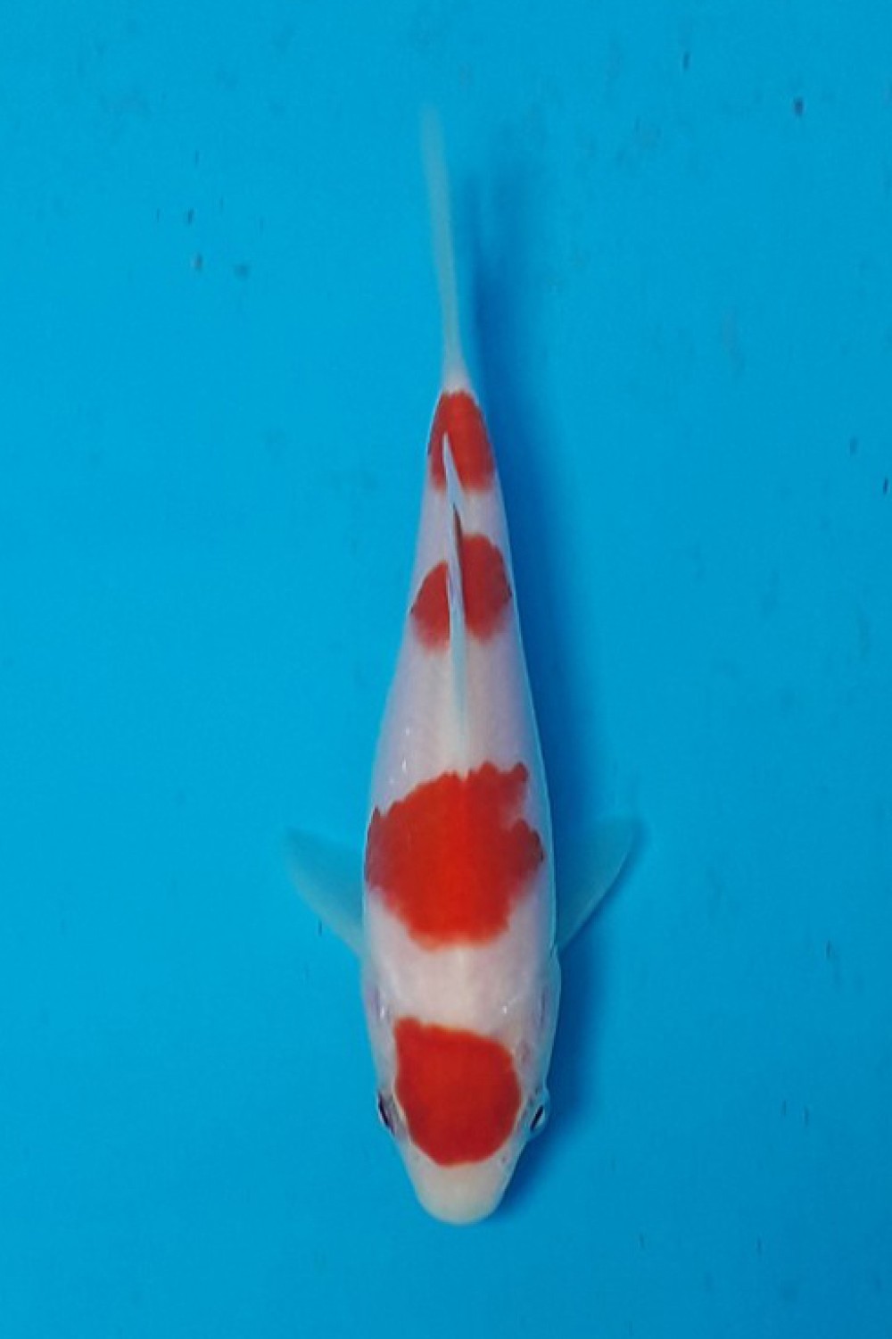 Juara 5