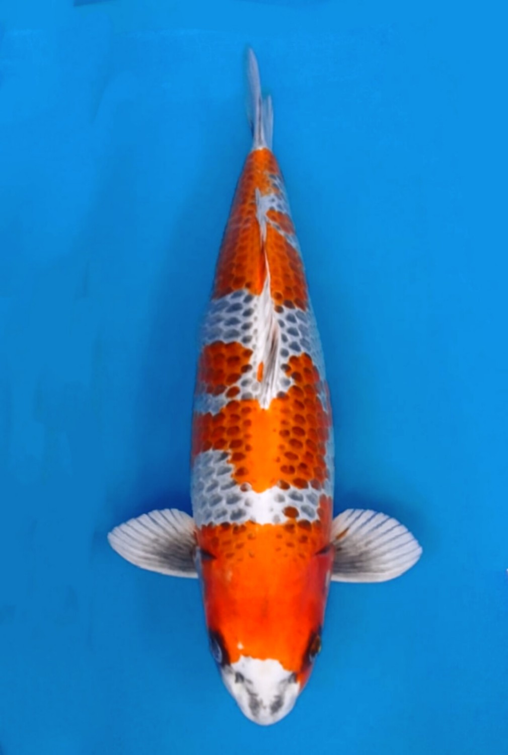 Juara 2