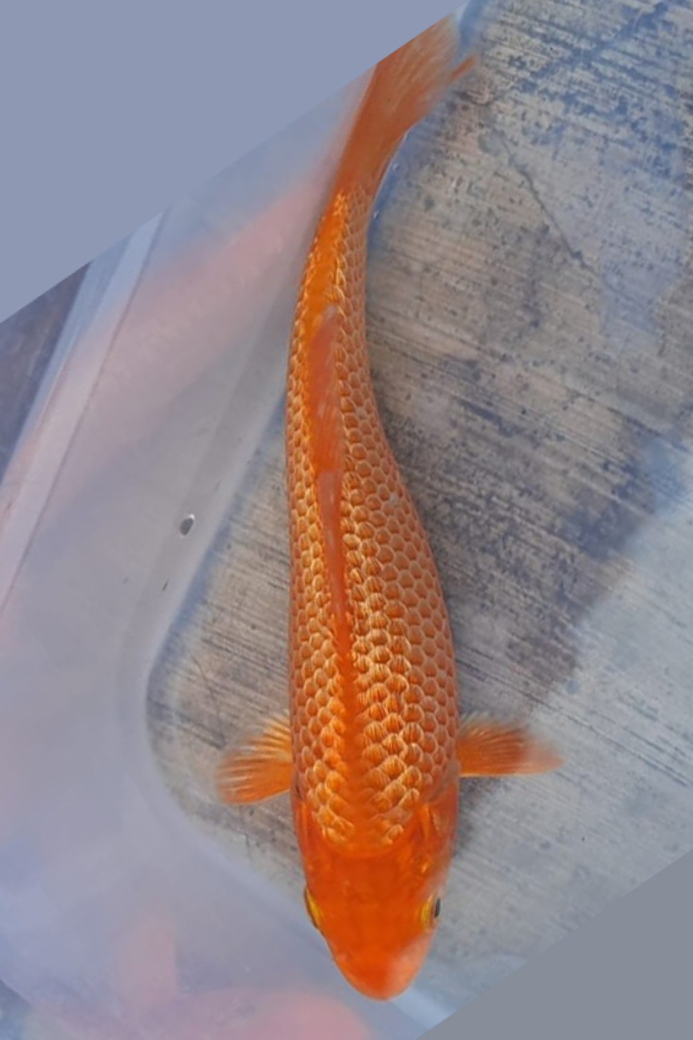 Best In Size E Up To 12 cm