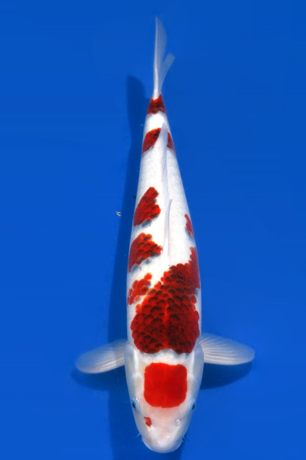 Juara 2