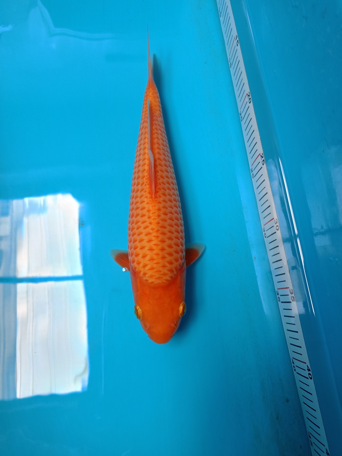 Best In Size E 21 - 25 cm