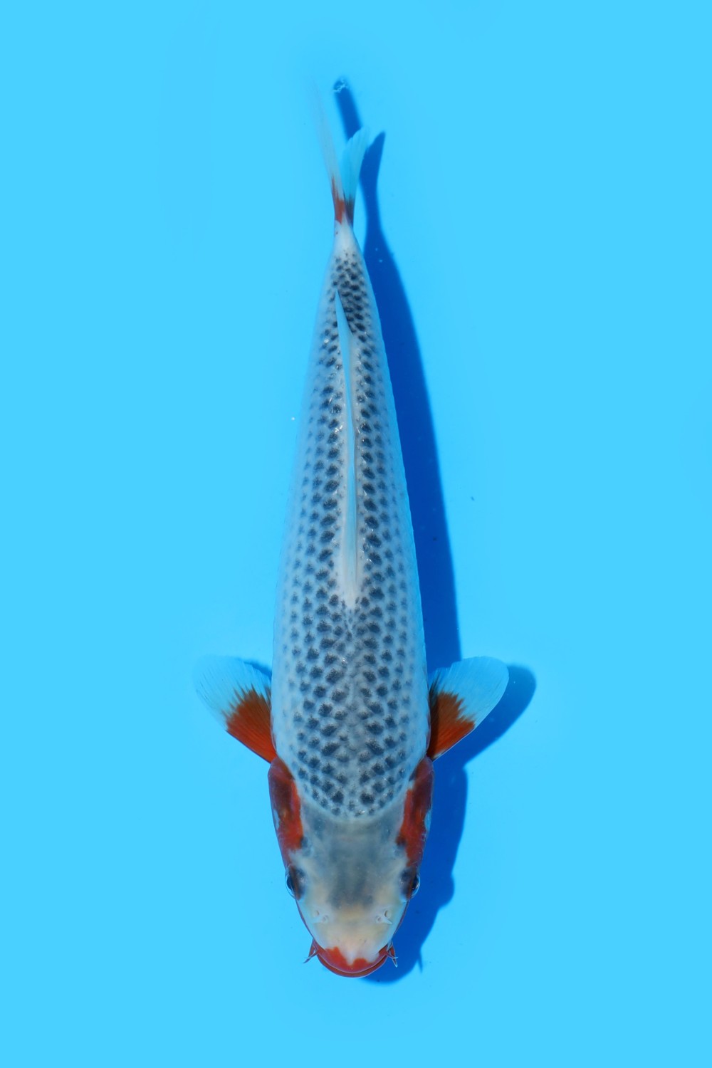 Juara 3