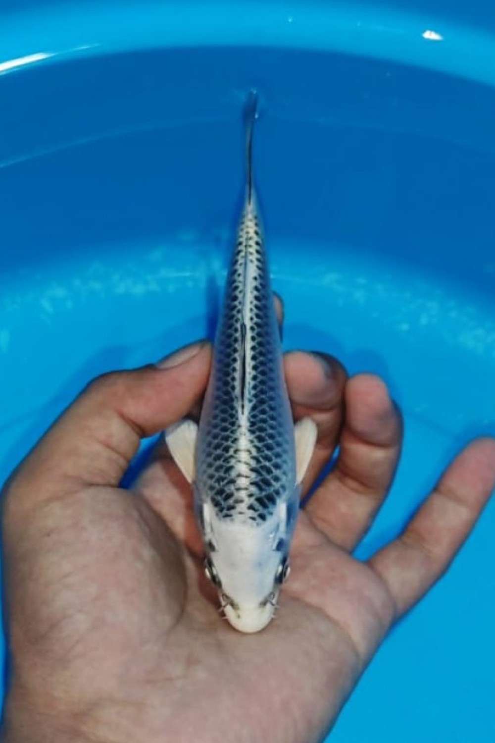 Juara 2