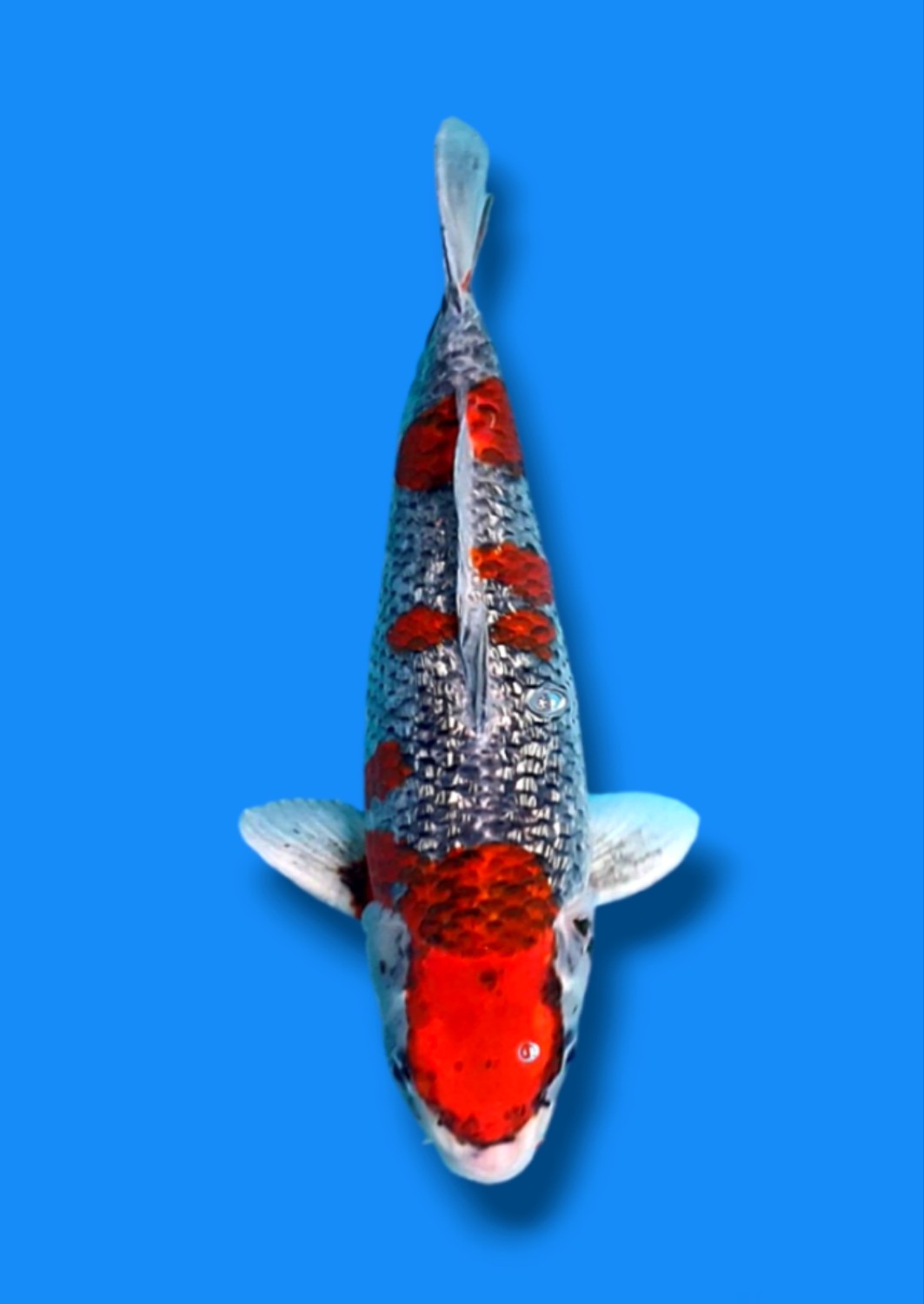 Juara 4