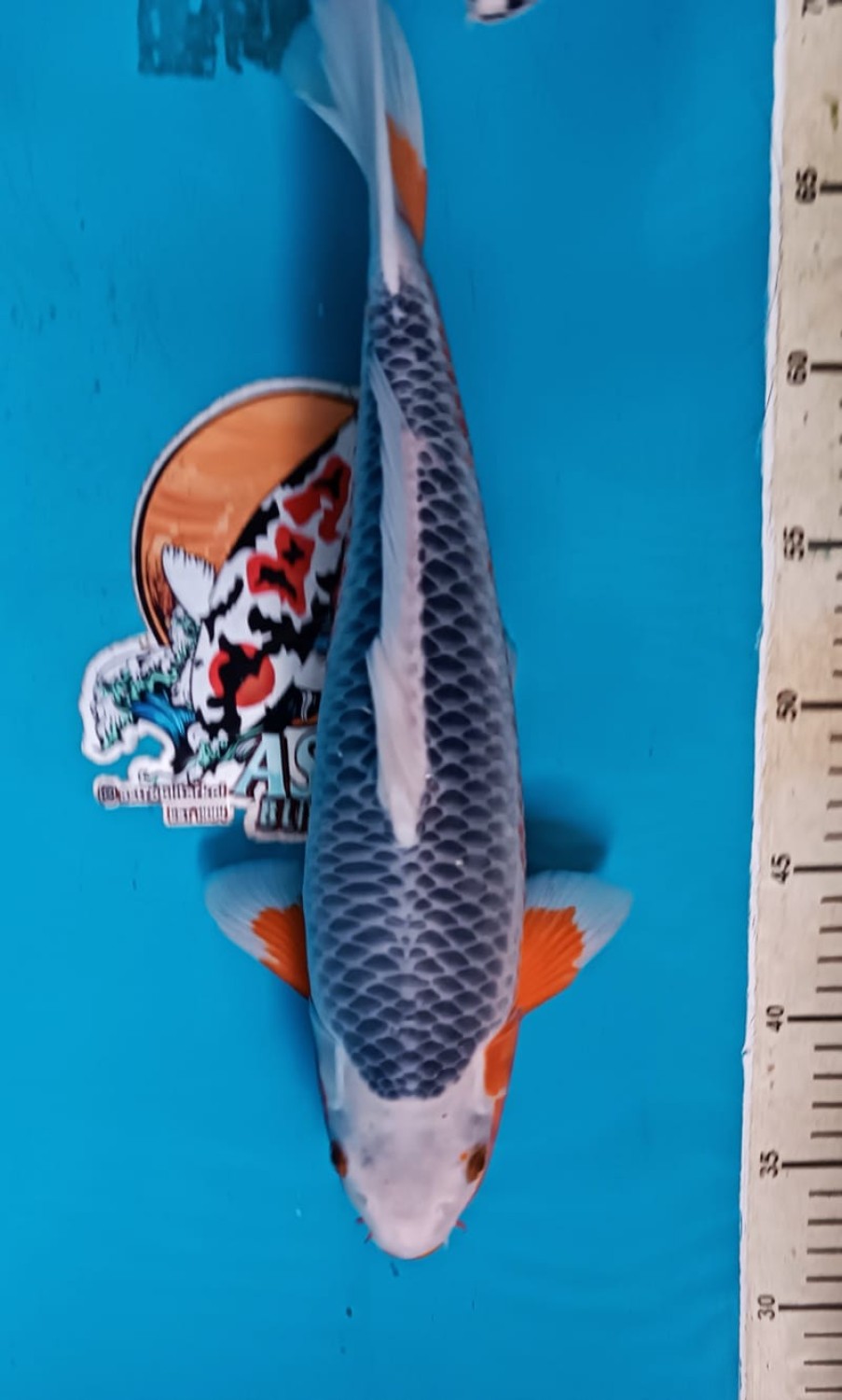 Juara 1