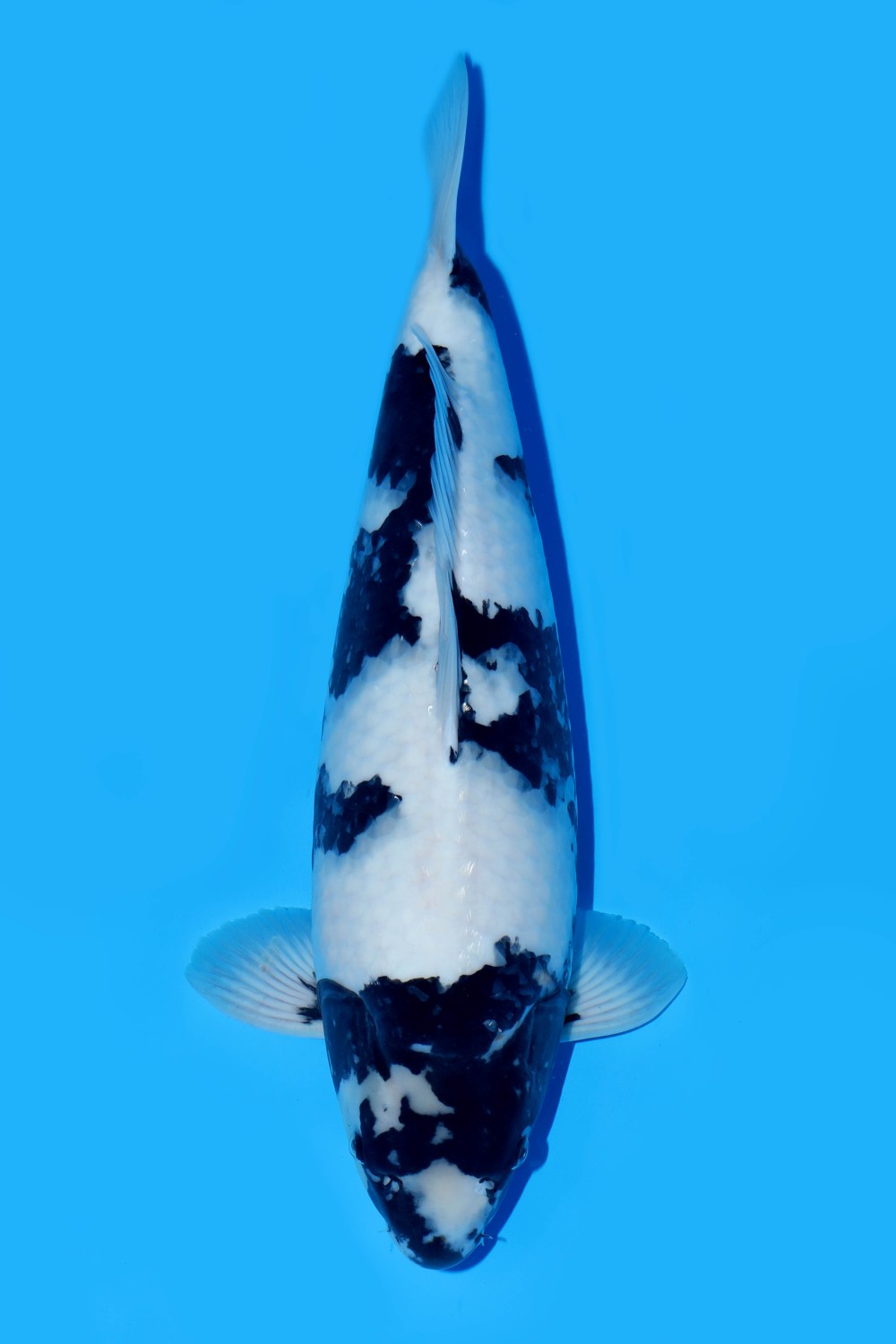 Best In Size B 61 - 65 cm