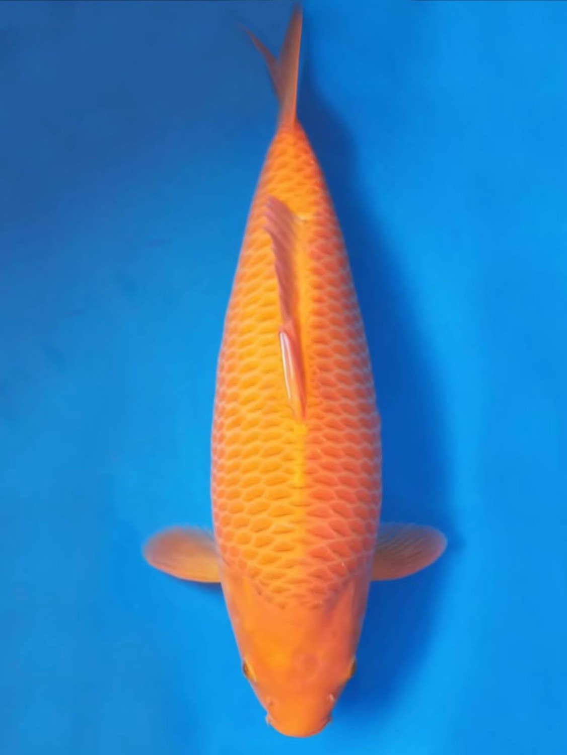 Juara 1