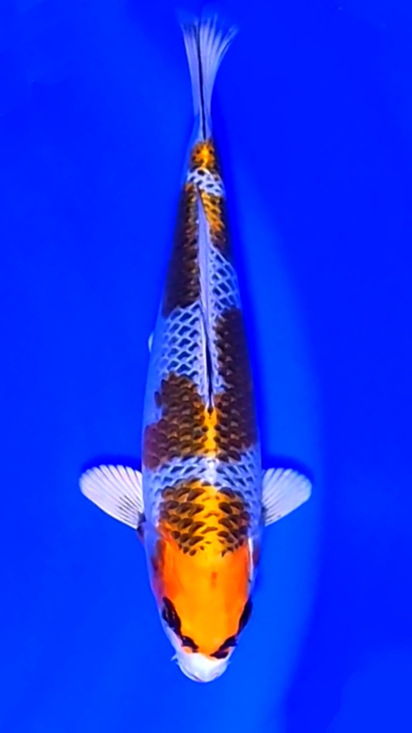 Juara 1