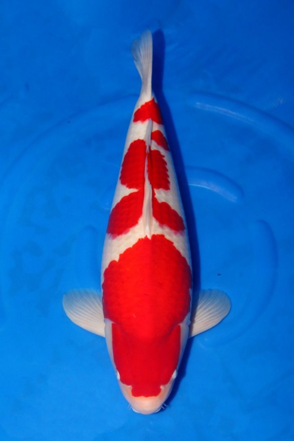 Juara 5