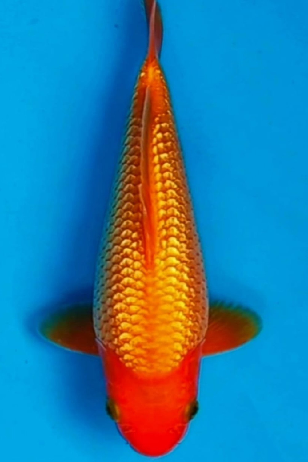 Juara 1