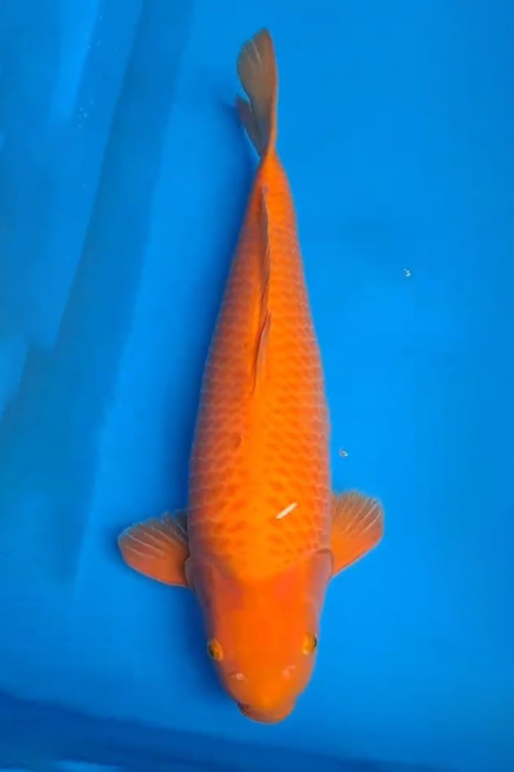 Best In Size E 56 - 60 cm