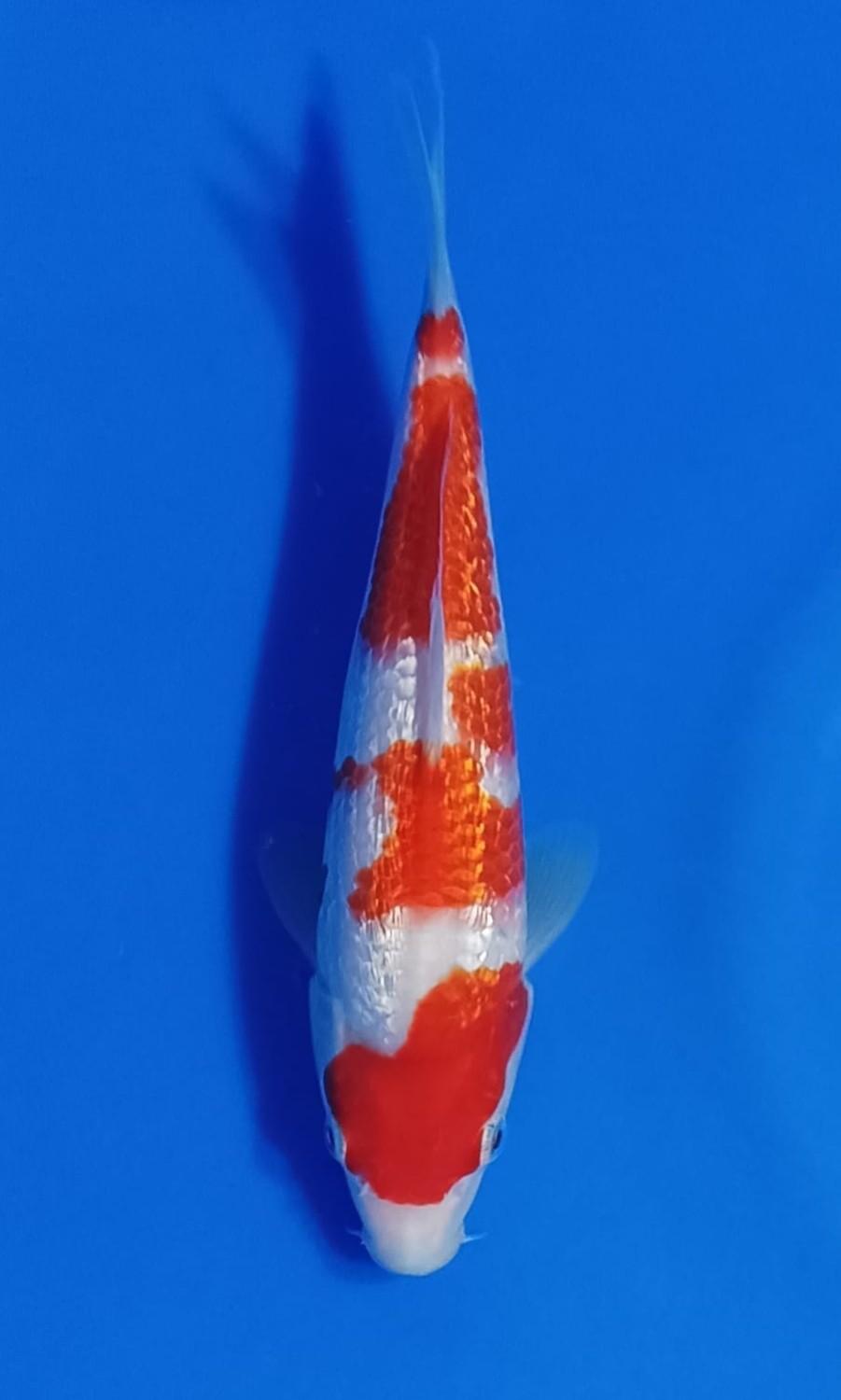 Juara 5