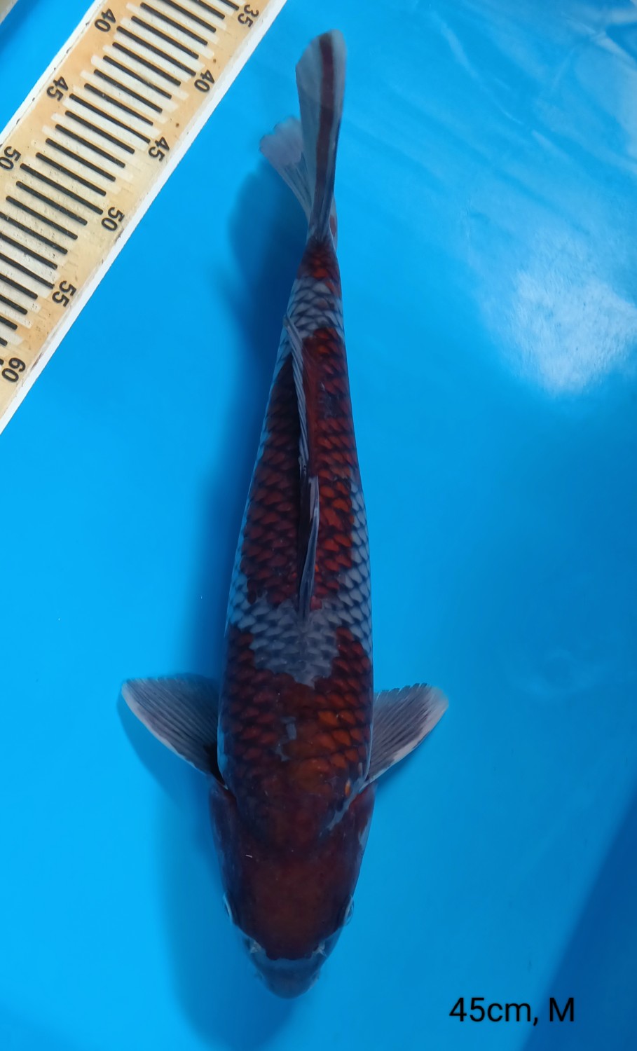 Juara 1