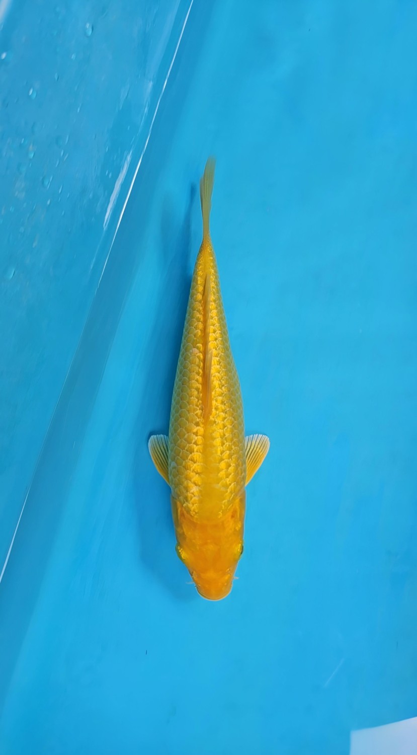 Juara 5