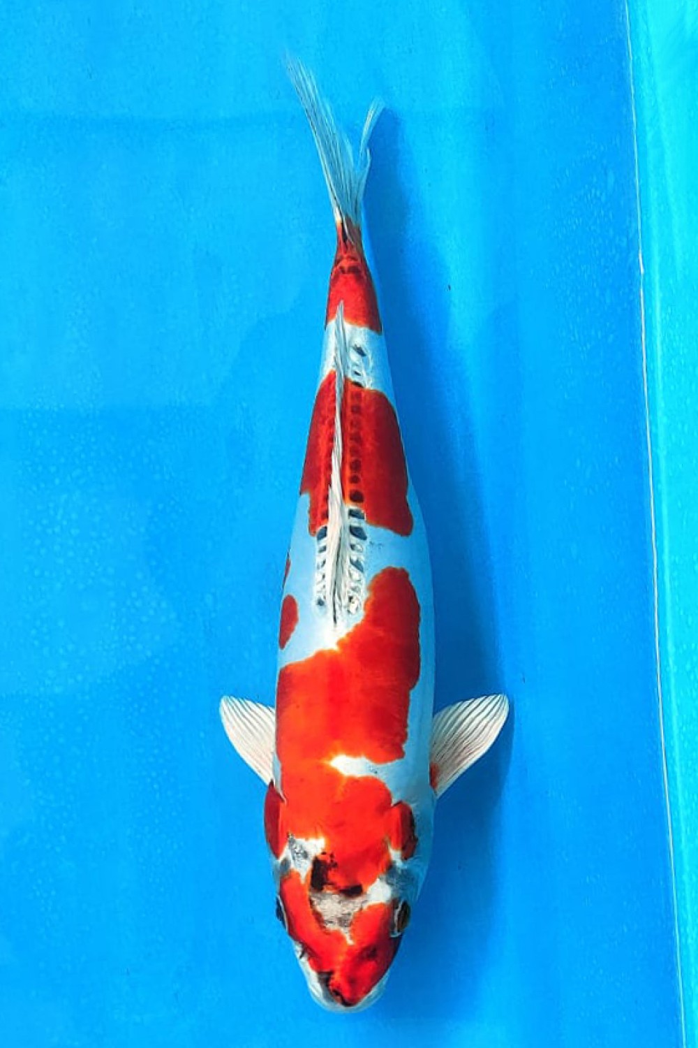 Juara 4