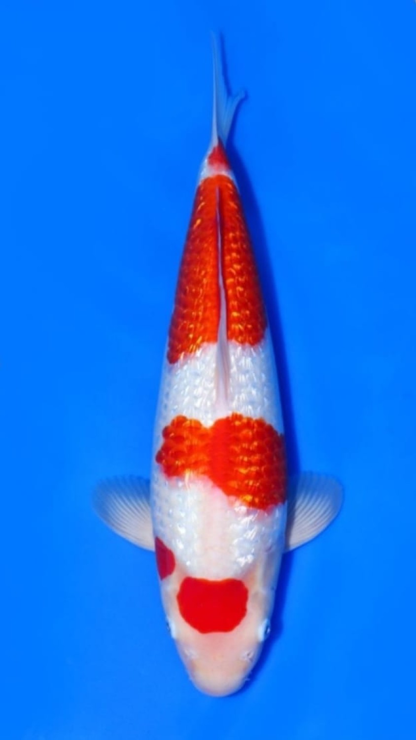 Juara 3