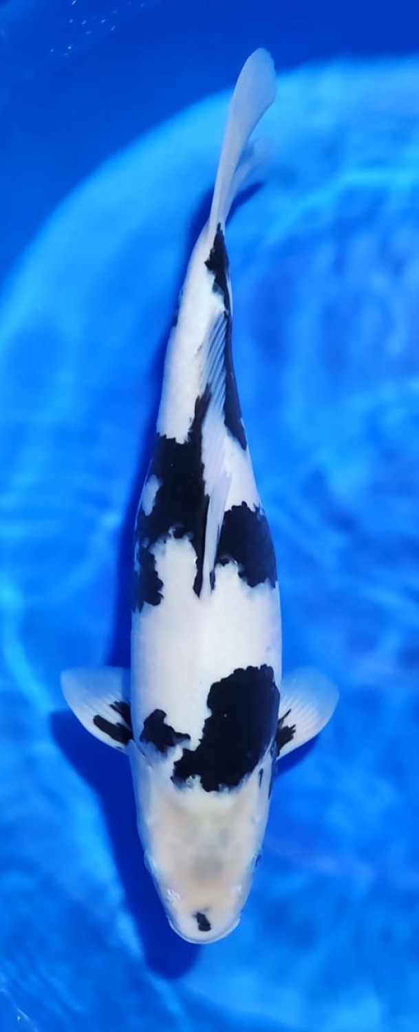 Juara 2