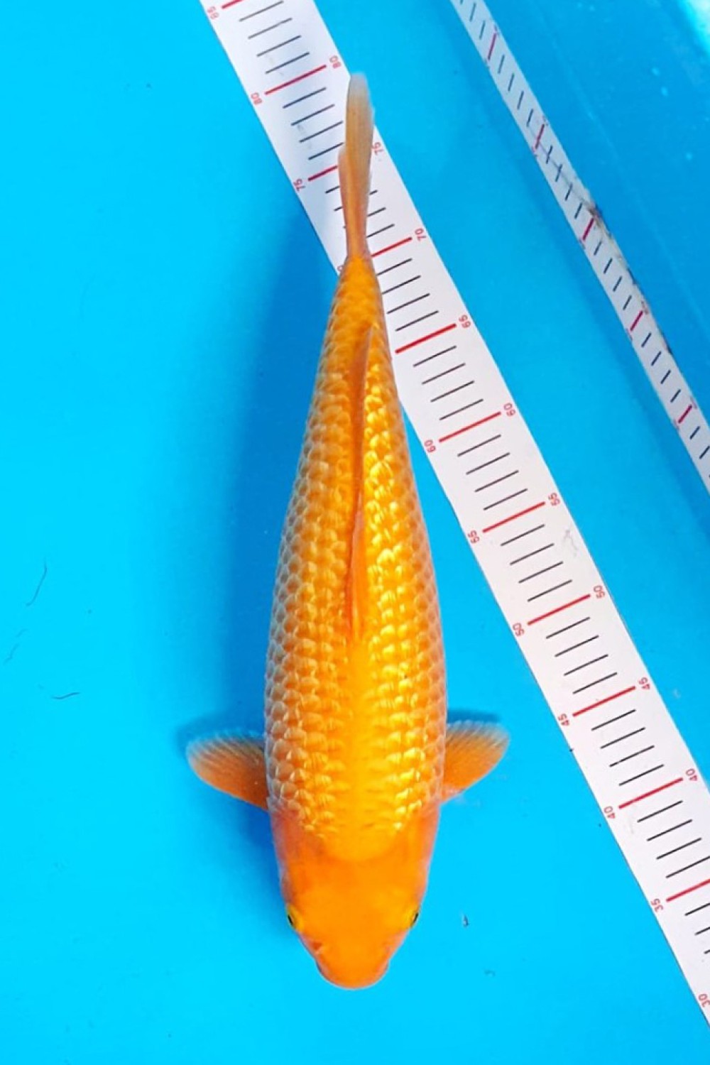 Juara 3