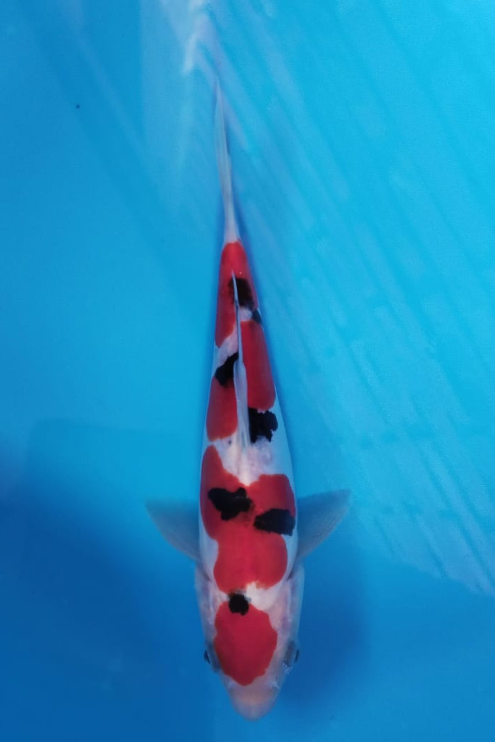 Juara 1