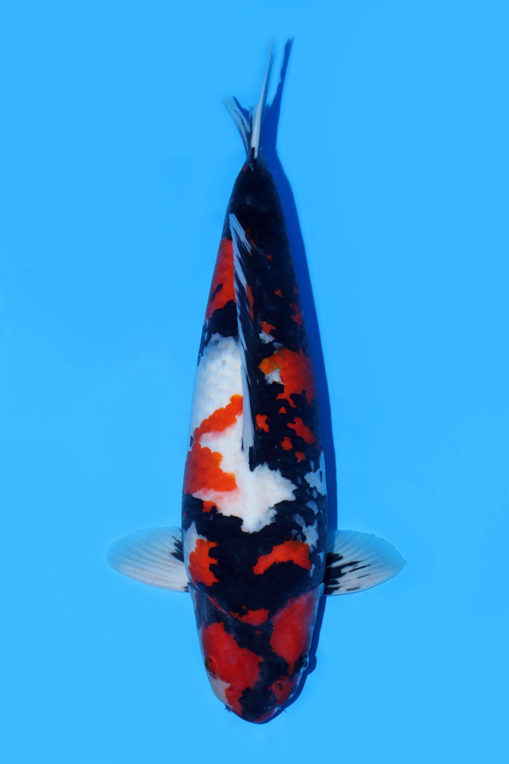 Juara 1