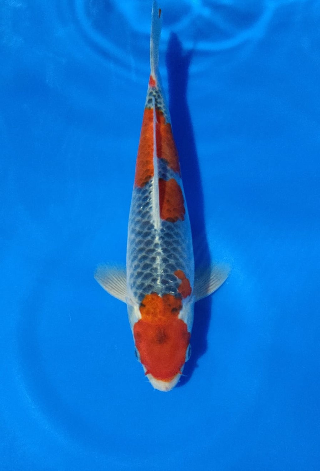 Juara 1