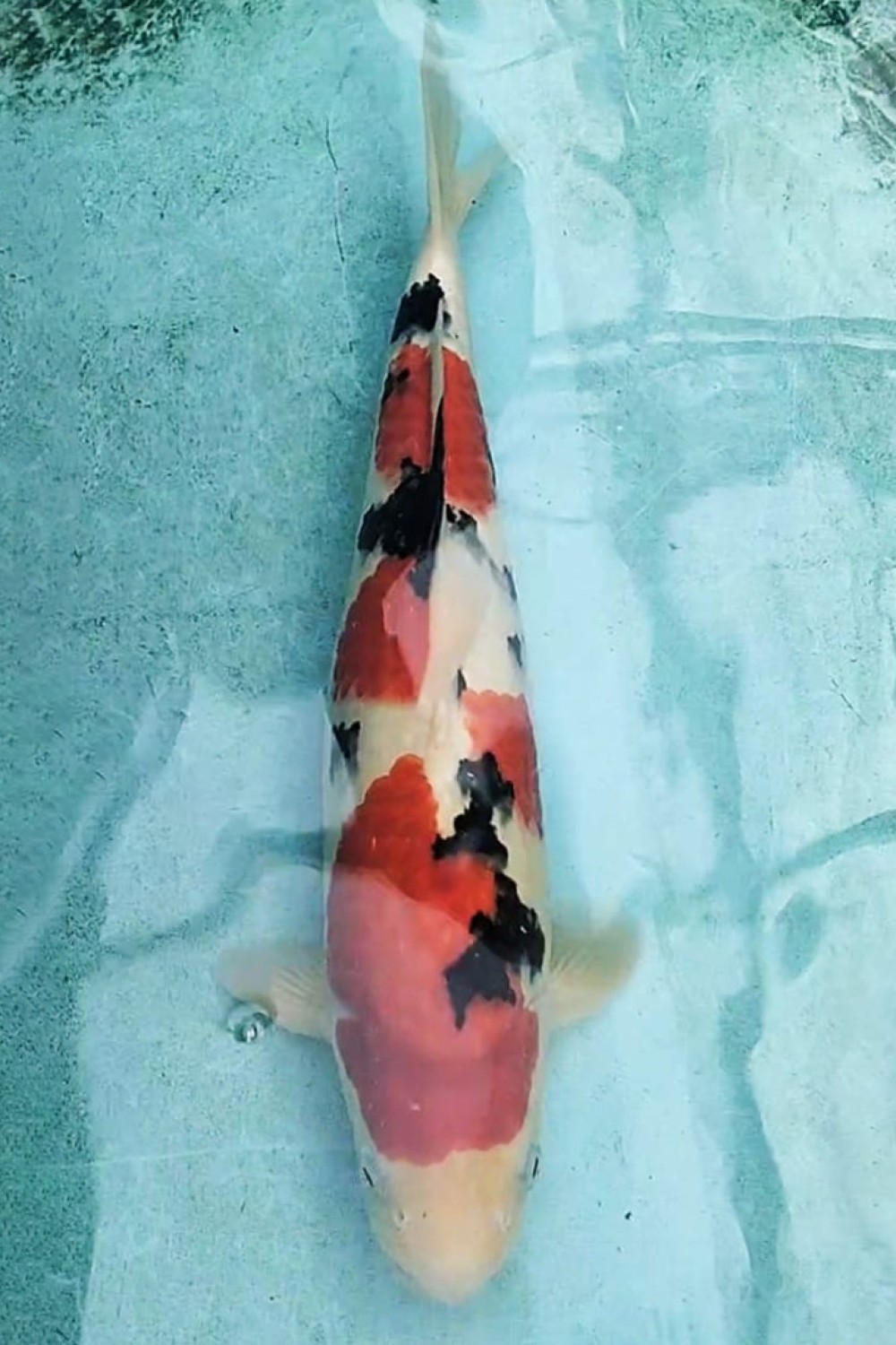Juara 5