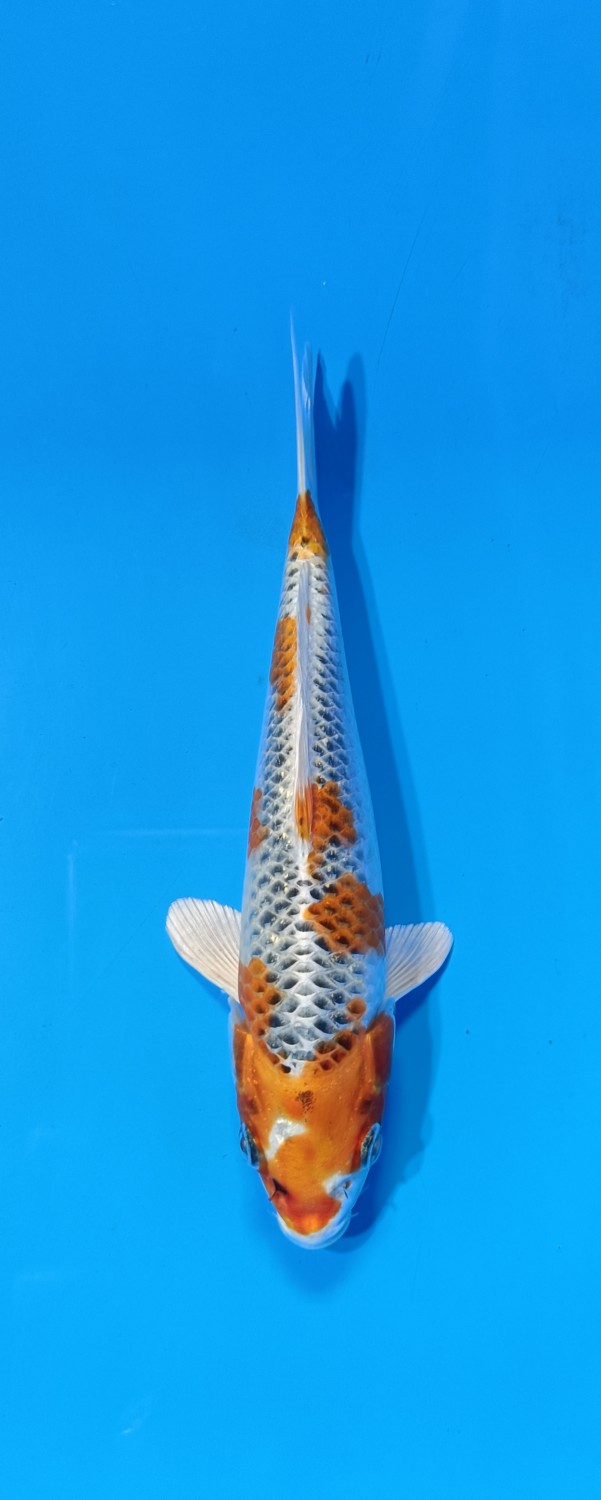 Juara 3