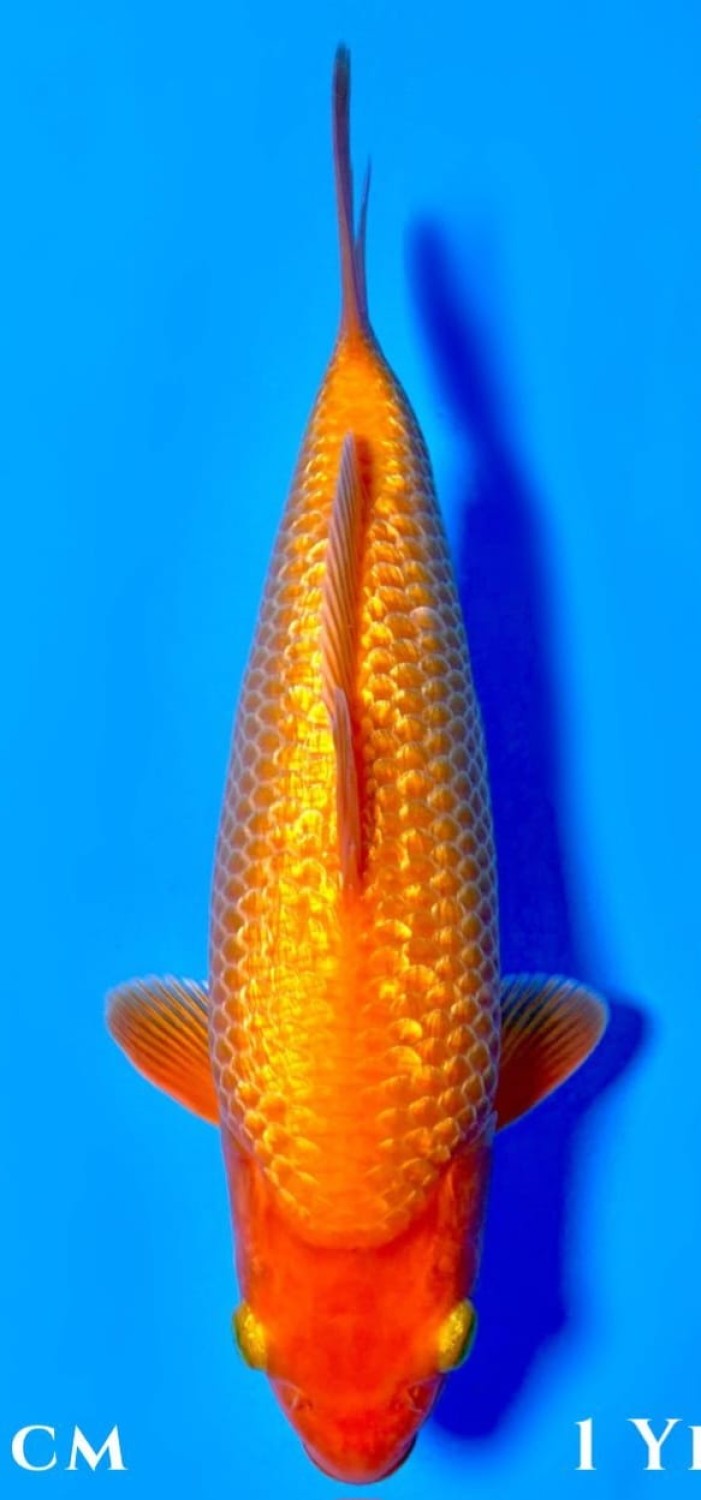 Juara 5