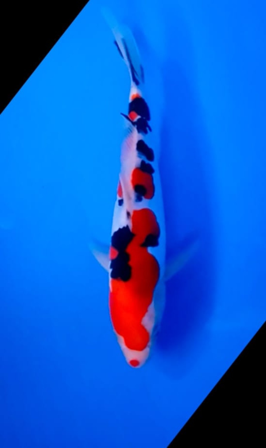 Juara 4