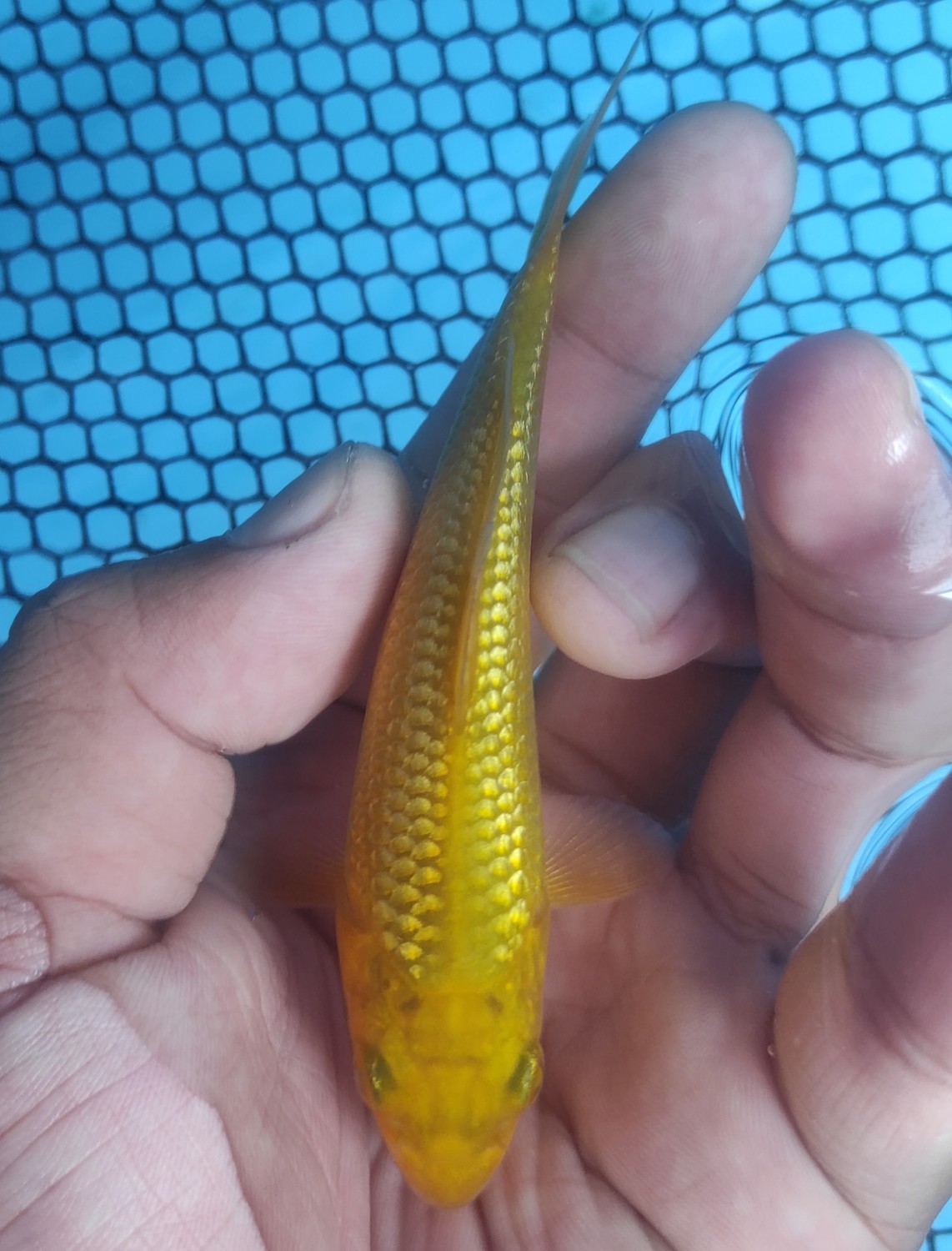 Juara 4