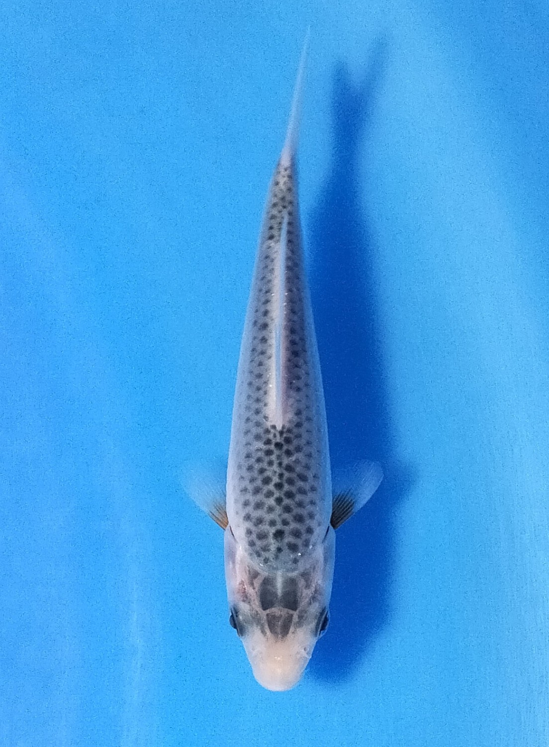 Juara 4