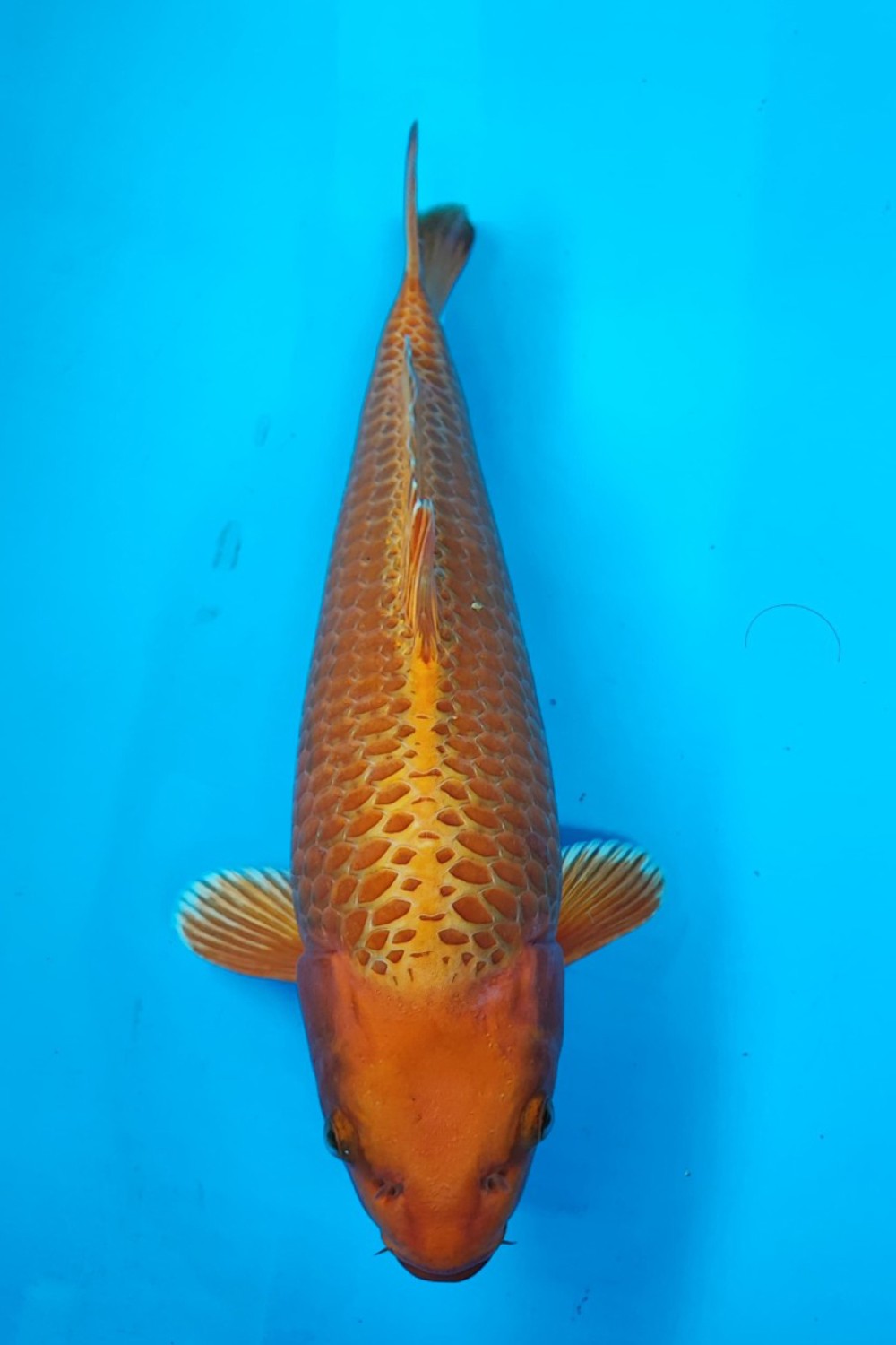 Juara 3