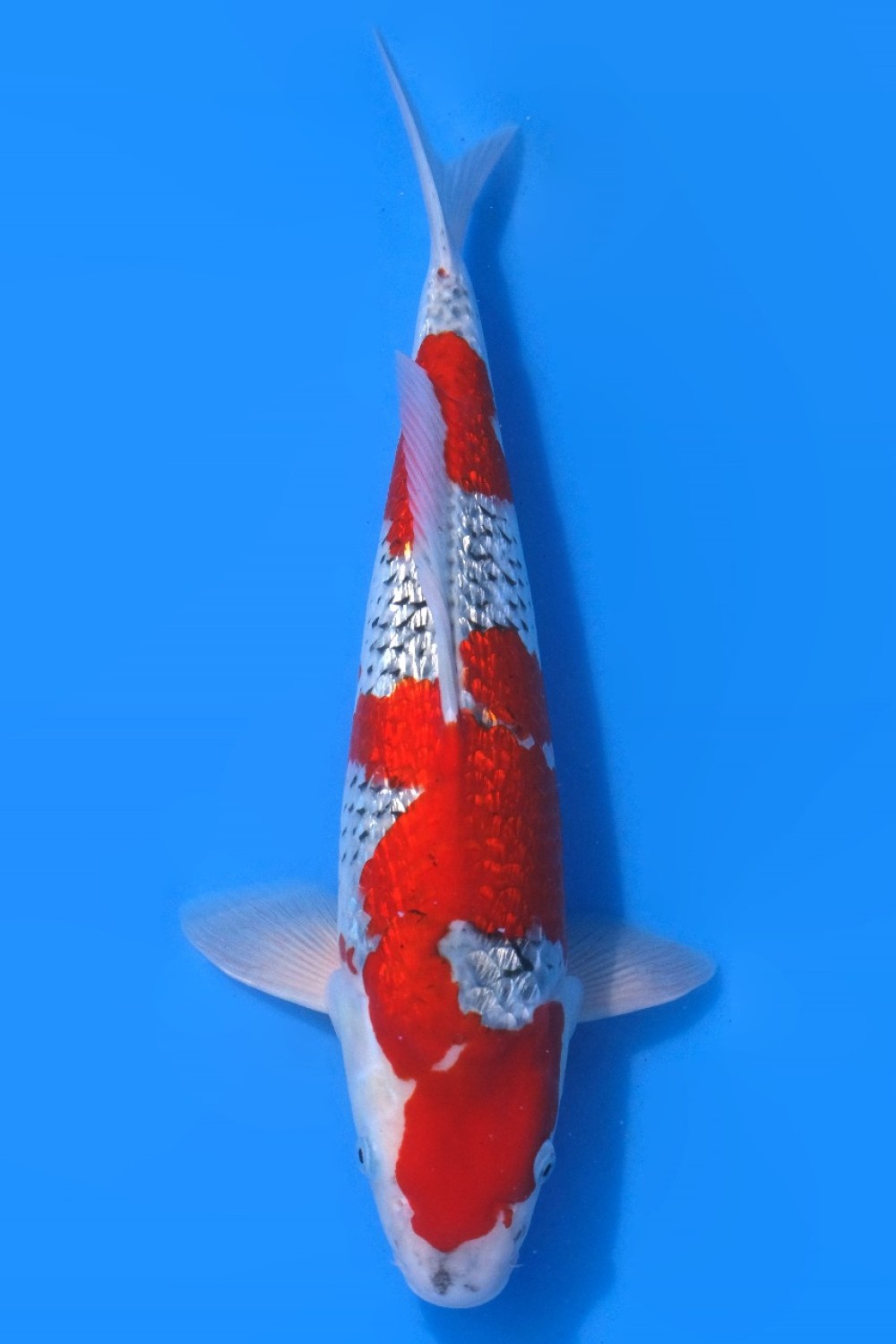 Best In Size C 41 - 45 cm