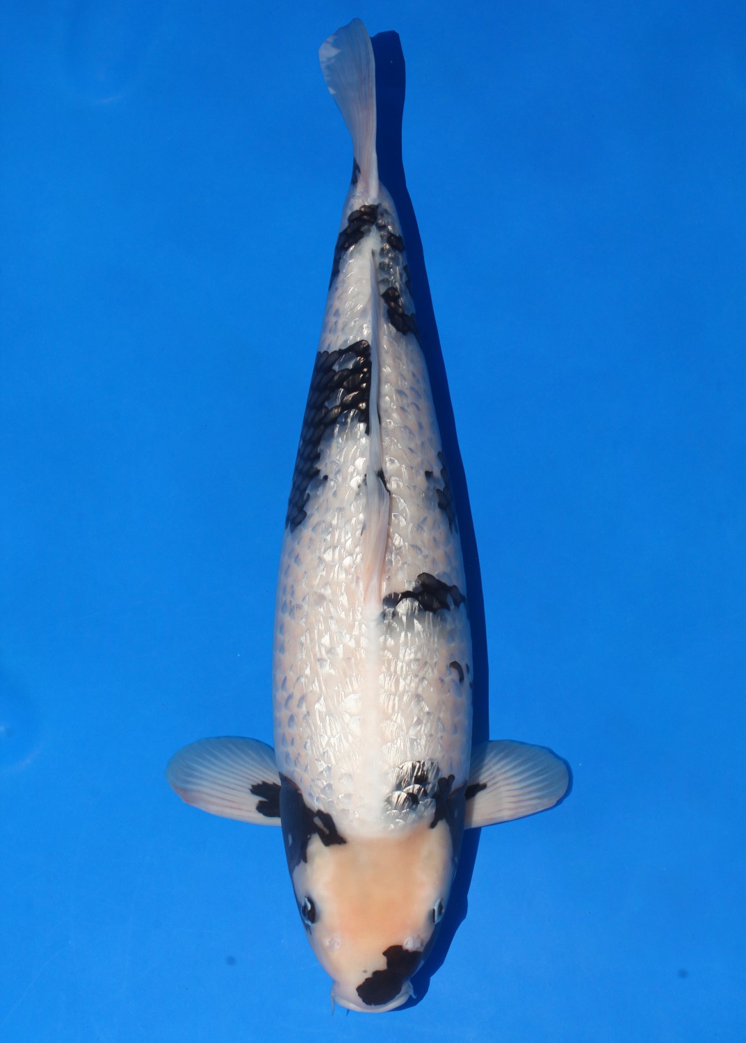 Juara 1