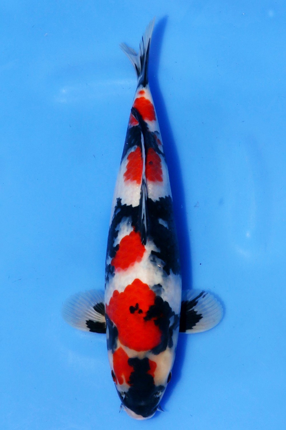 Best In Size A 46 - 50 cm