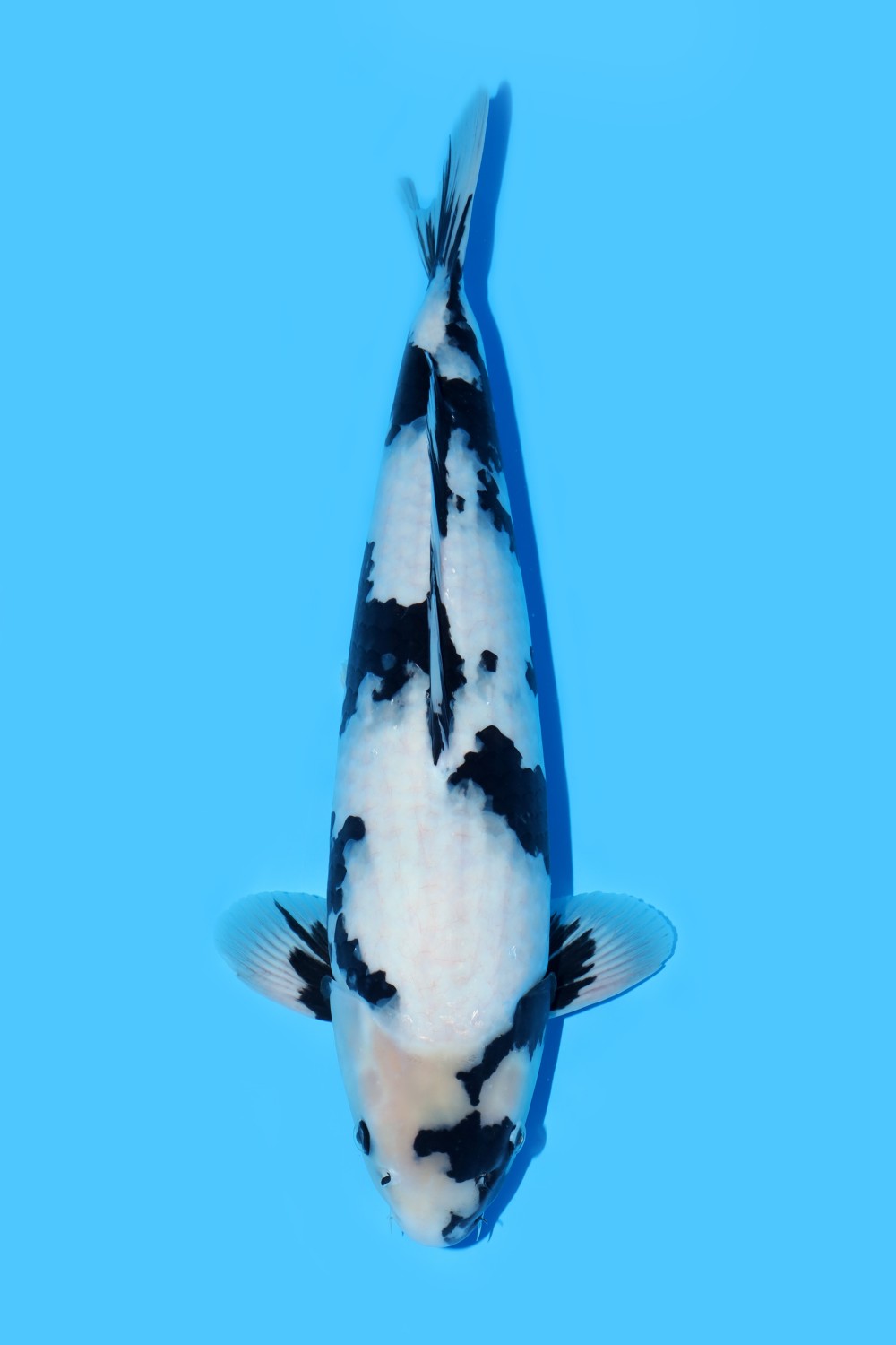 Best In Size B 46 - 50 cm