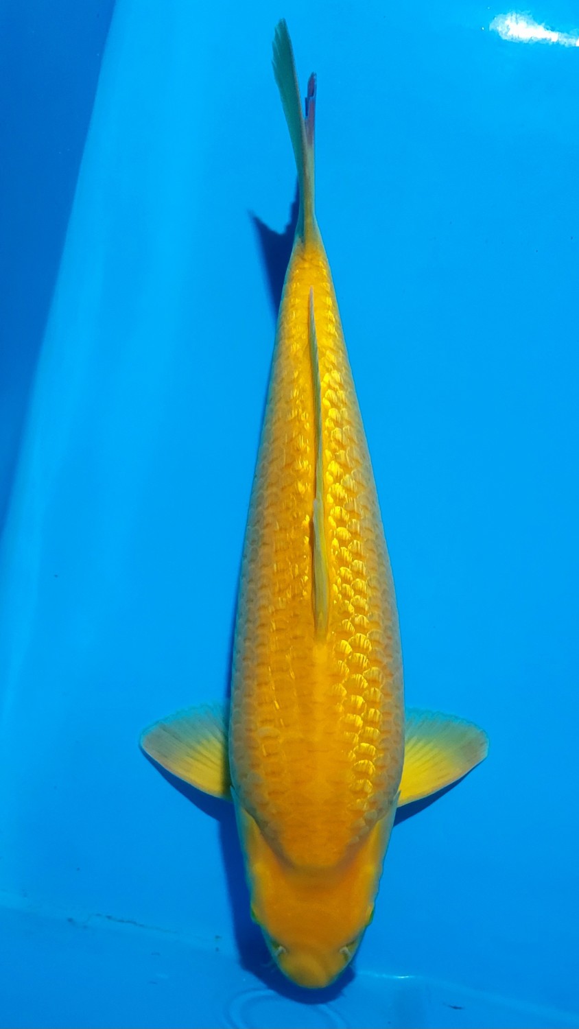 Juara 3
