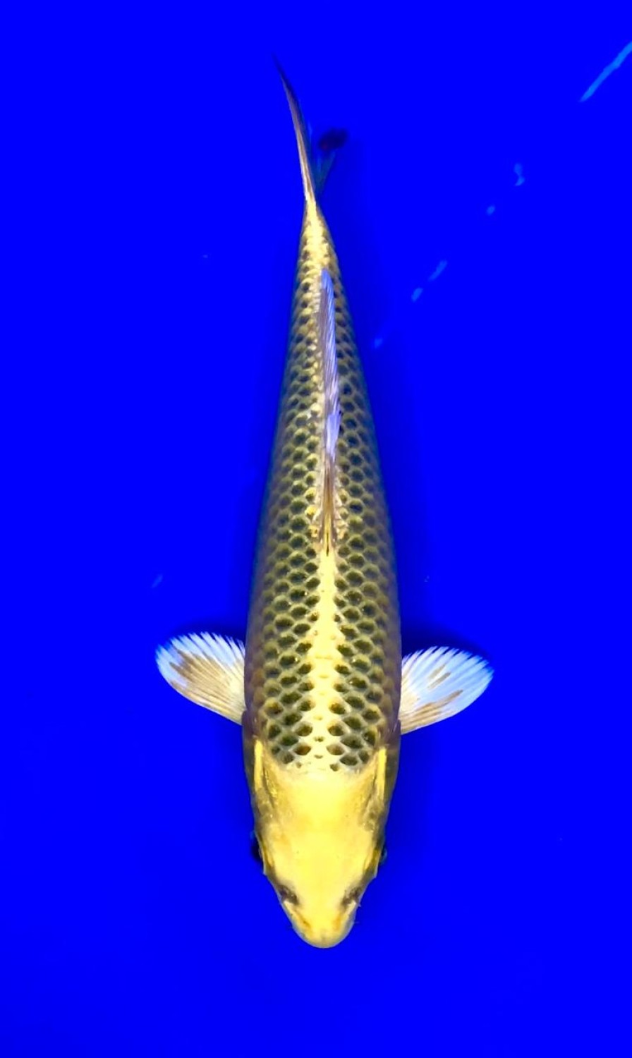 Juara 5
