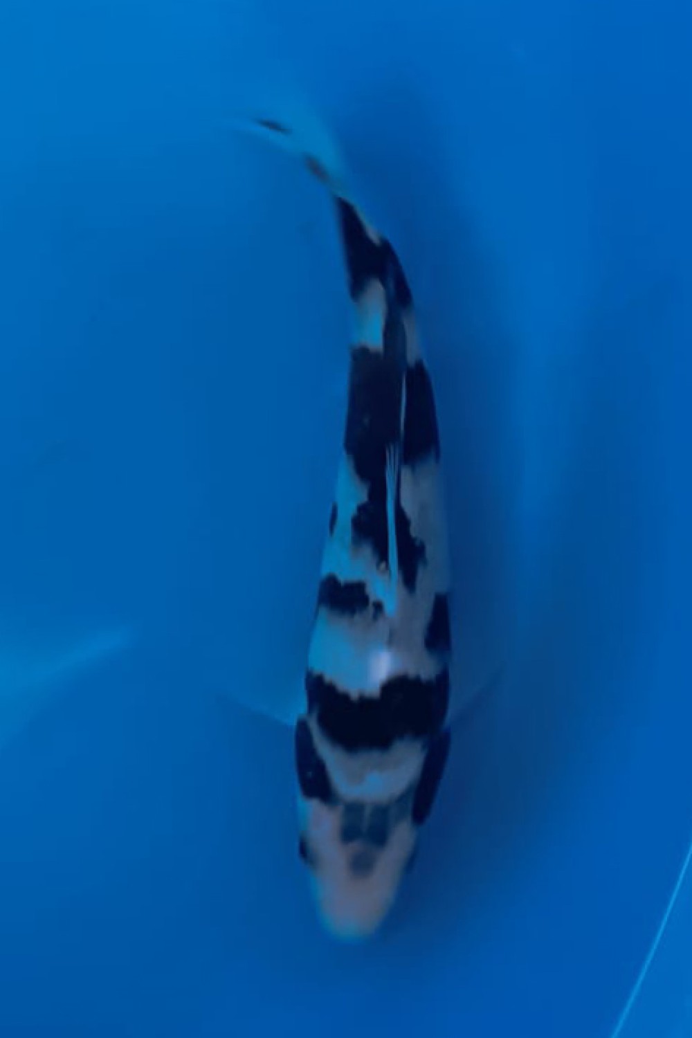Juara 2