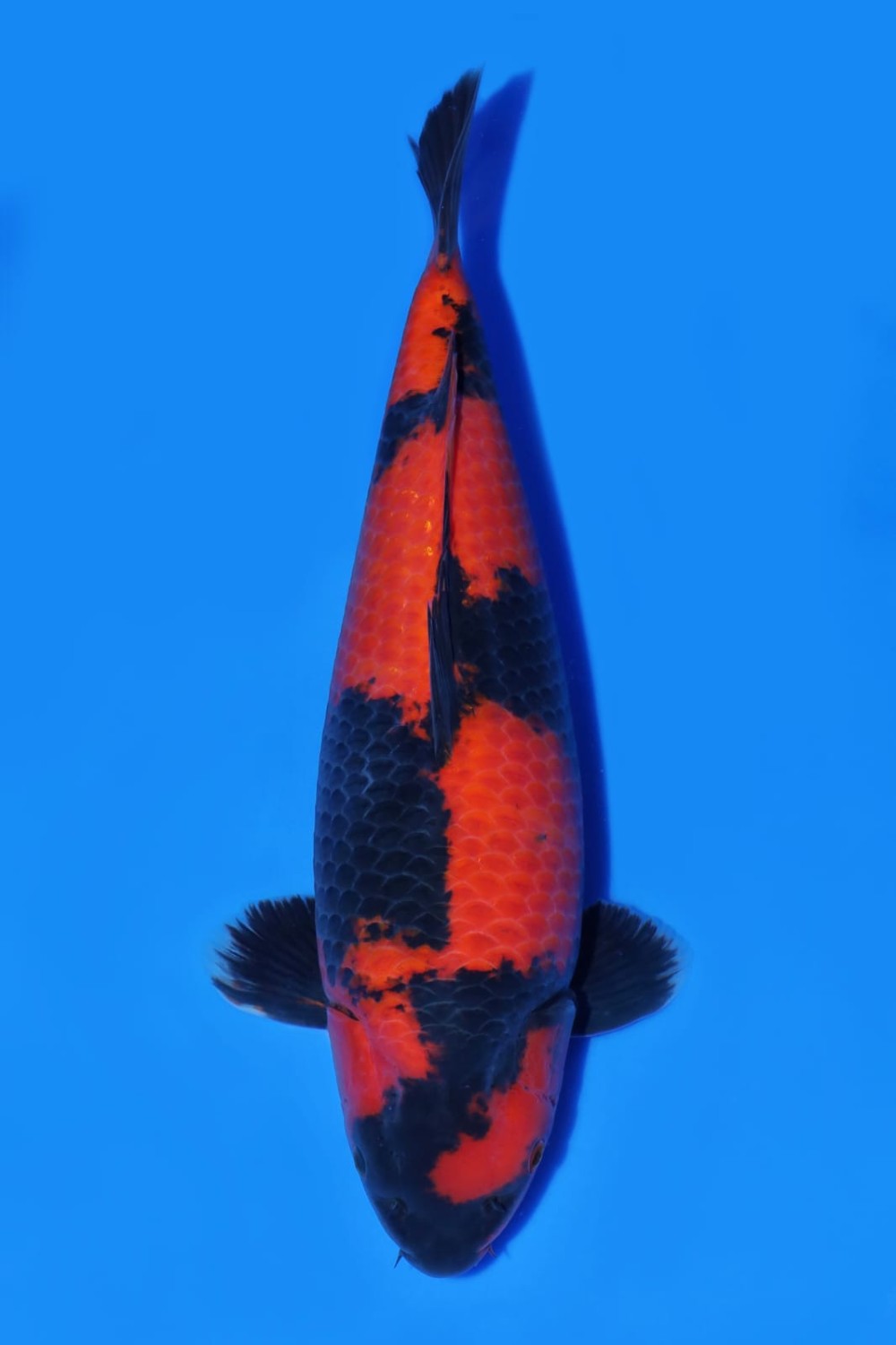 Best In Size D 56 - 60 cm