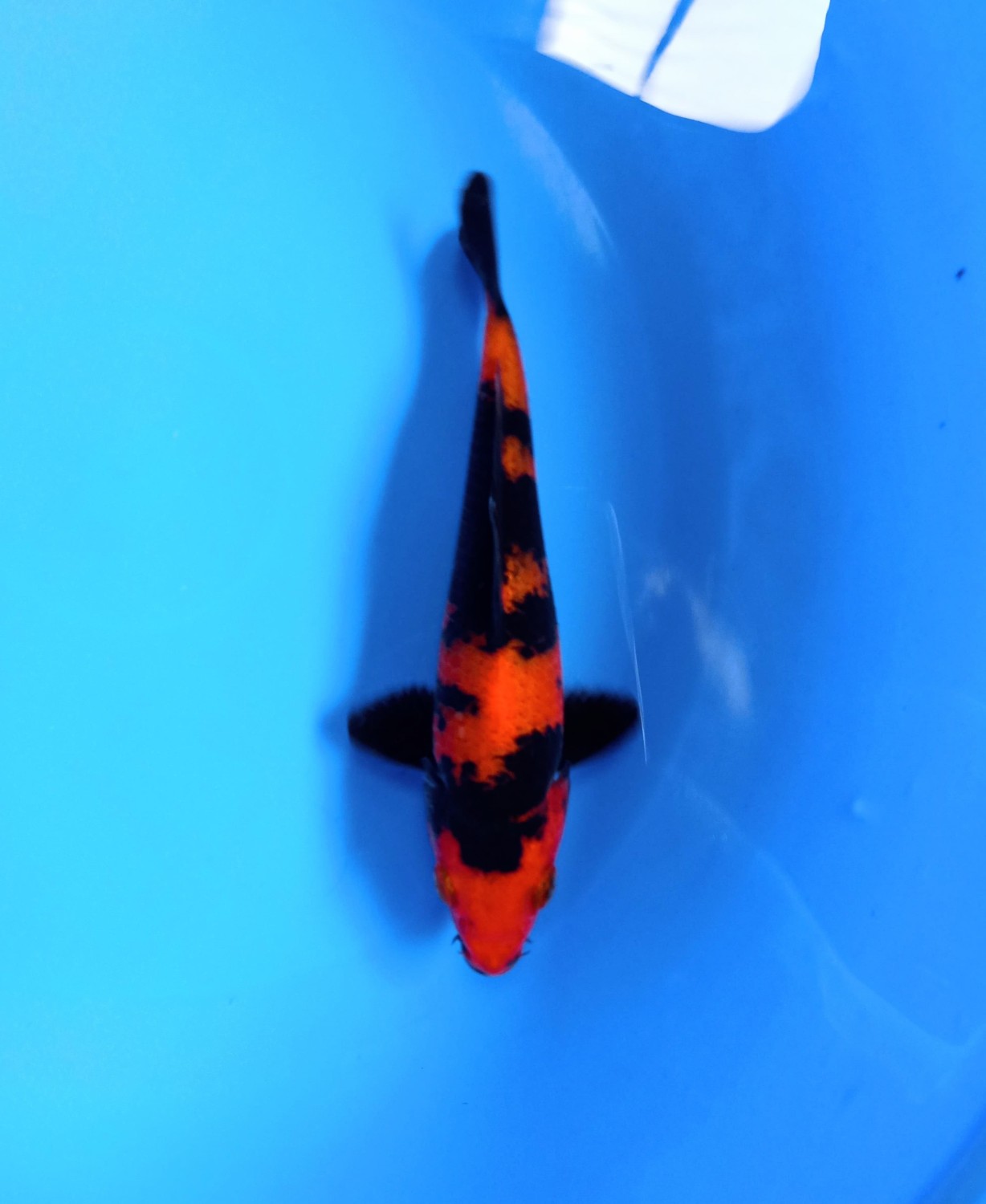 Best In Size D 13 - 15 cm