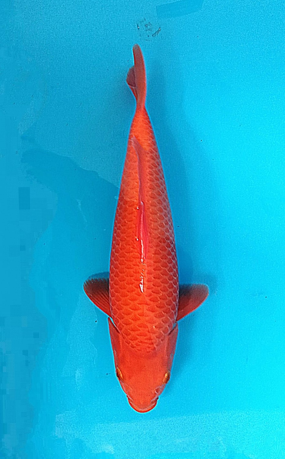 Juara 3