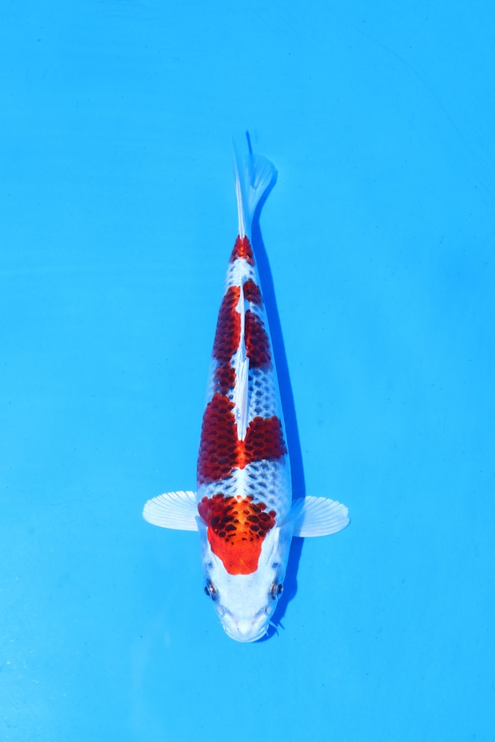 Juara 1