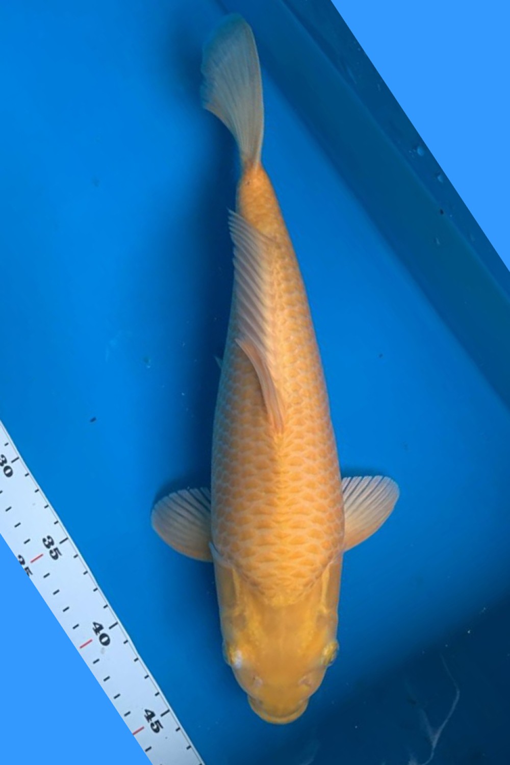 Juara 2