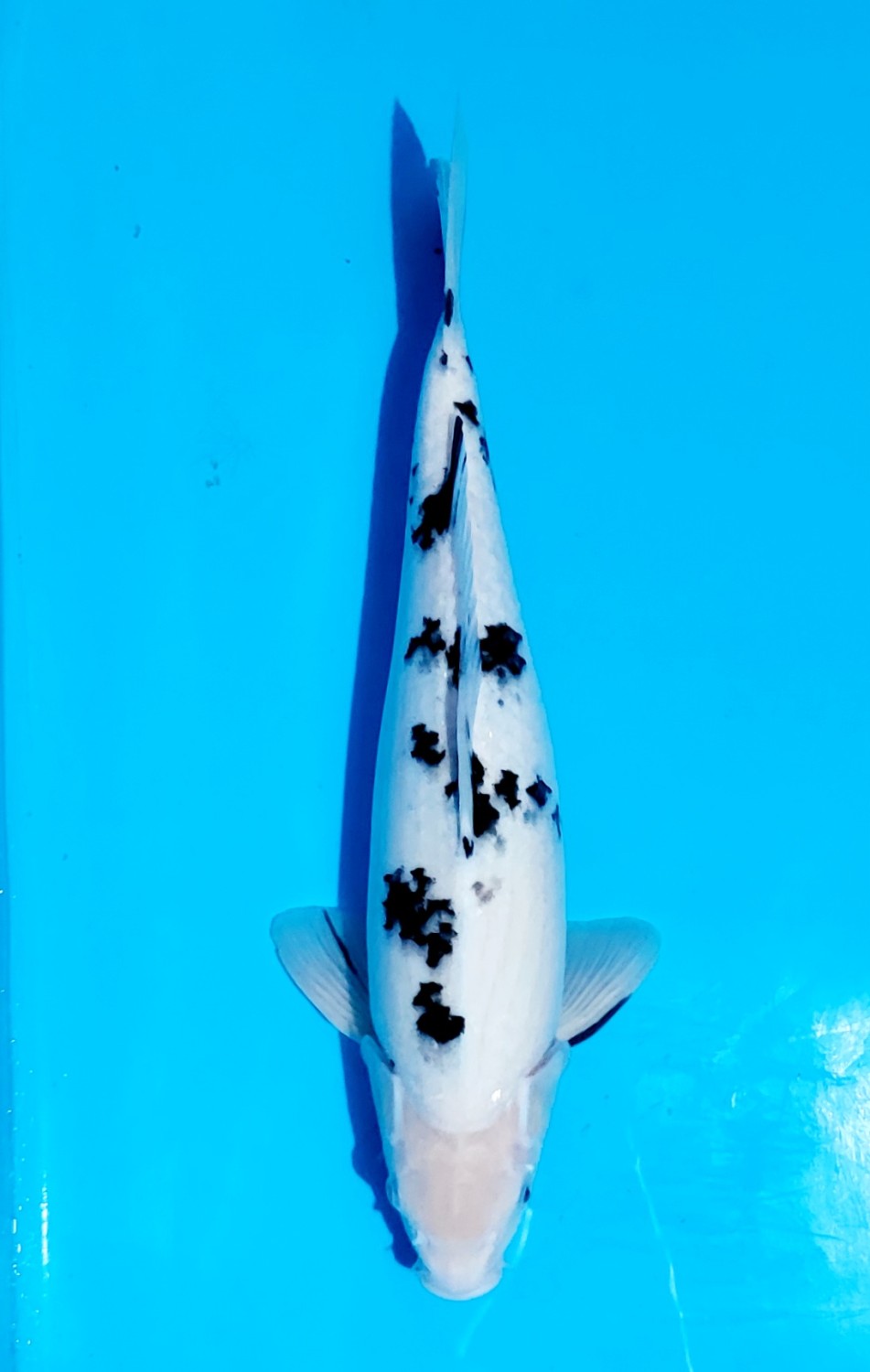 Juara 4