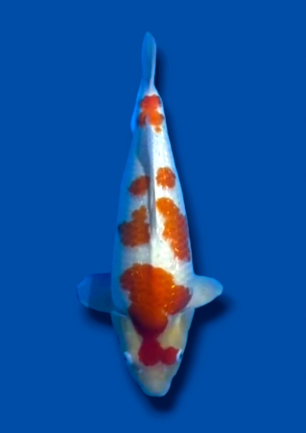 Juara 5