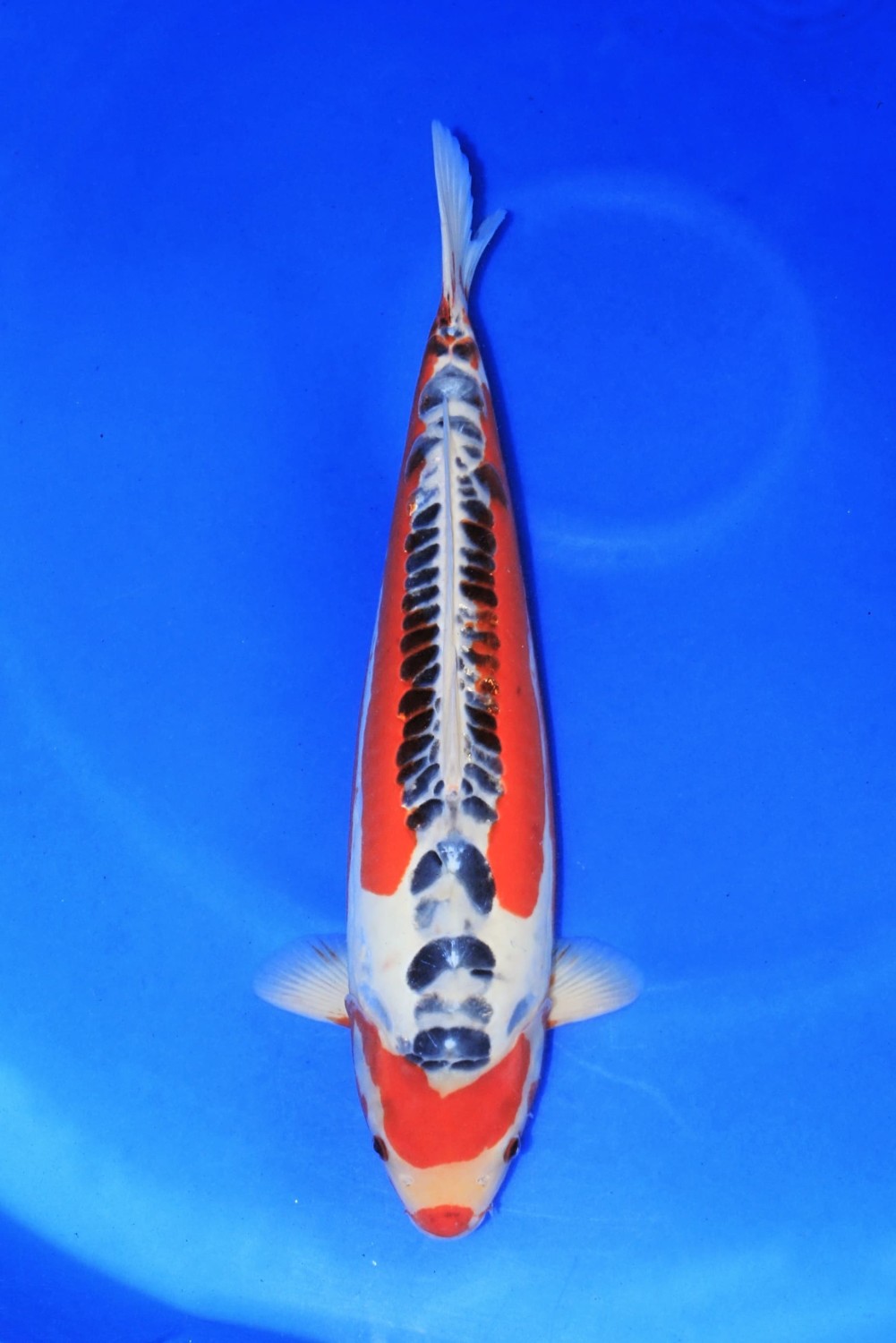 Juara 3