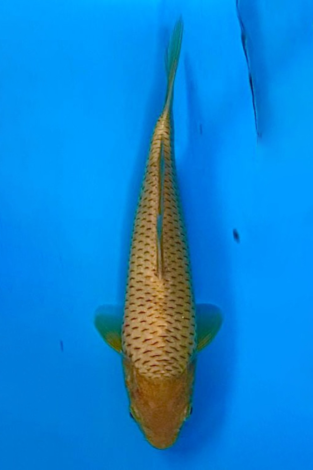 Juara 5