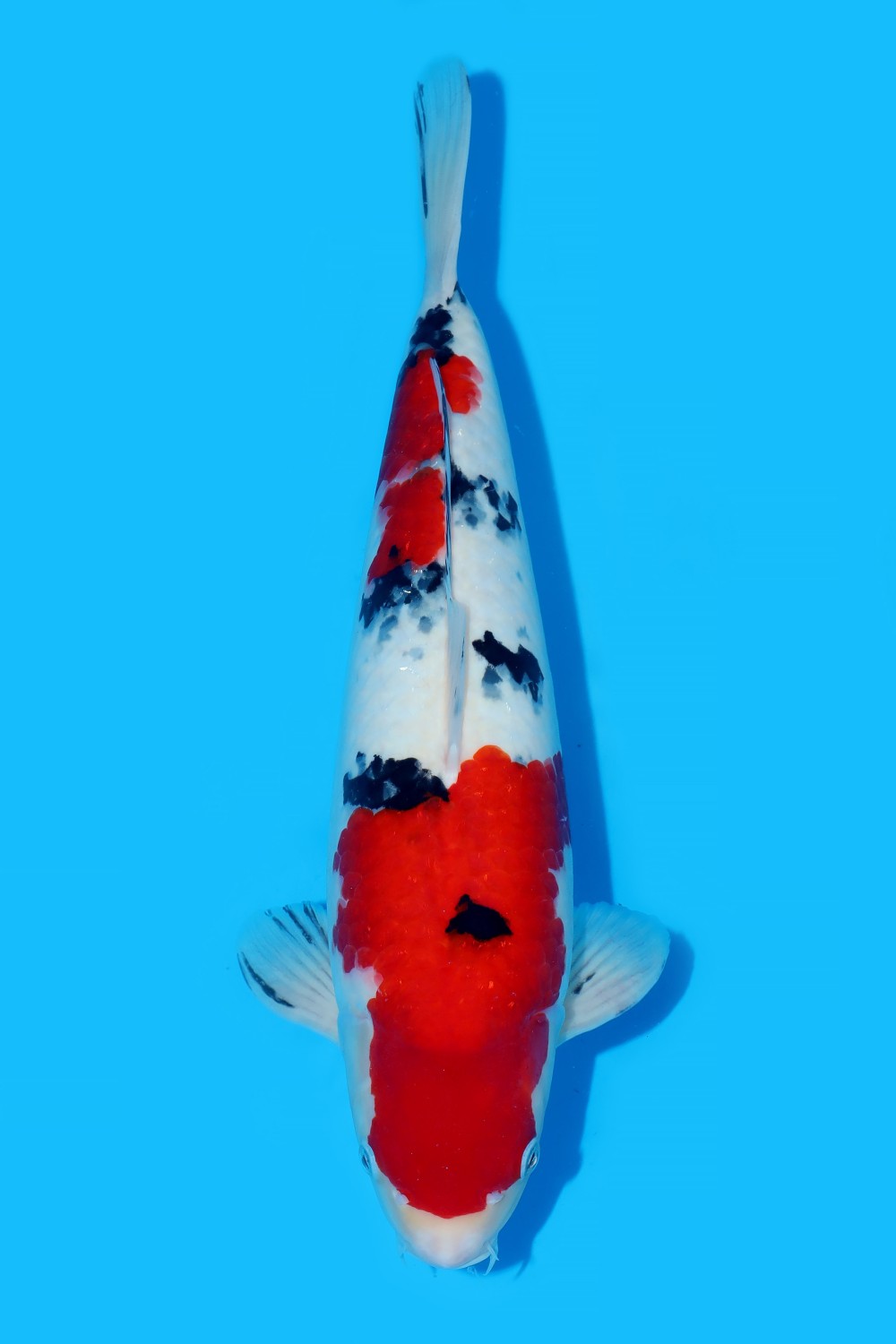 Best In Size A 41 - 45 cm